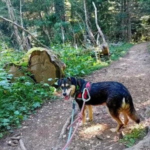 Rotny