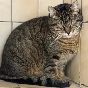 Minette