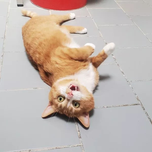 Poupou
