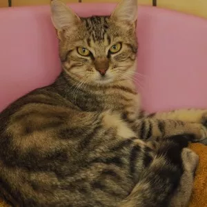 Sawyer