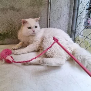 Bianco