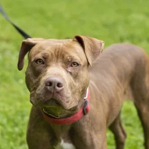 Chico