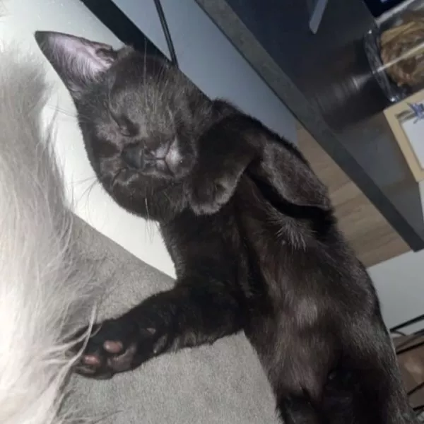 Berlioz