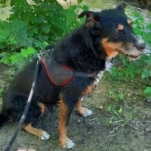 César