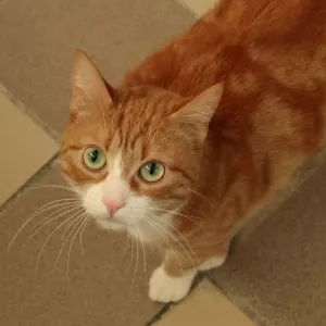 Kumkat