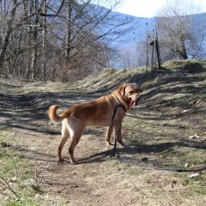 Timba