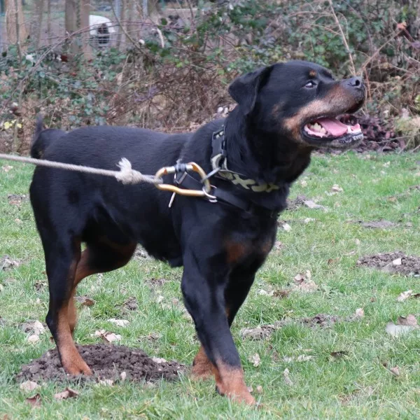 Rocky