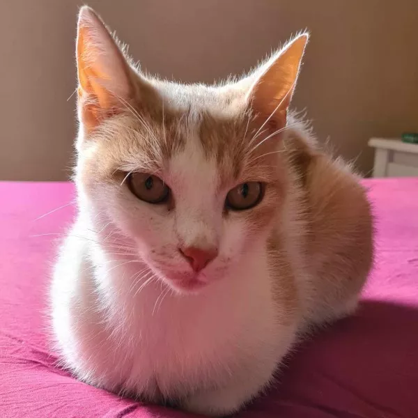 Framboise