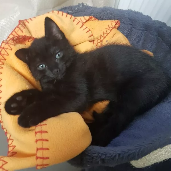 Ziva