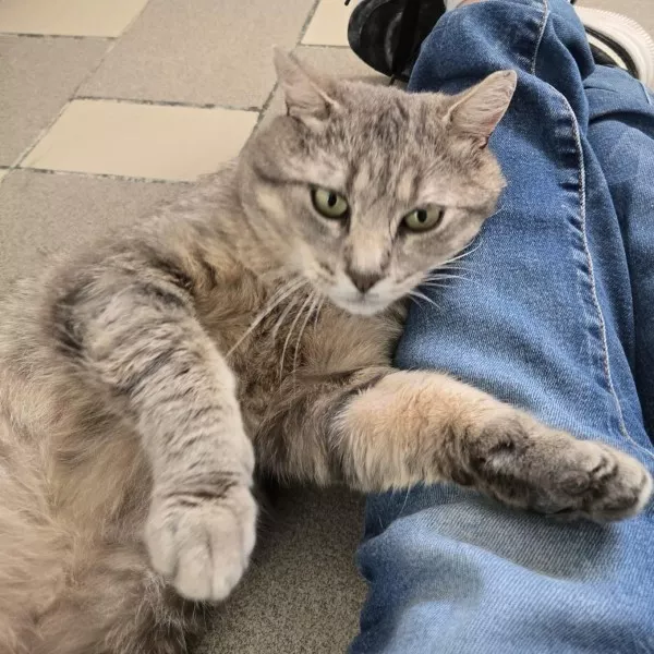 Lulu