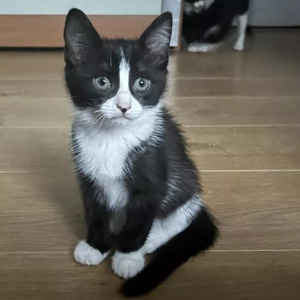 Opie