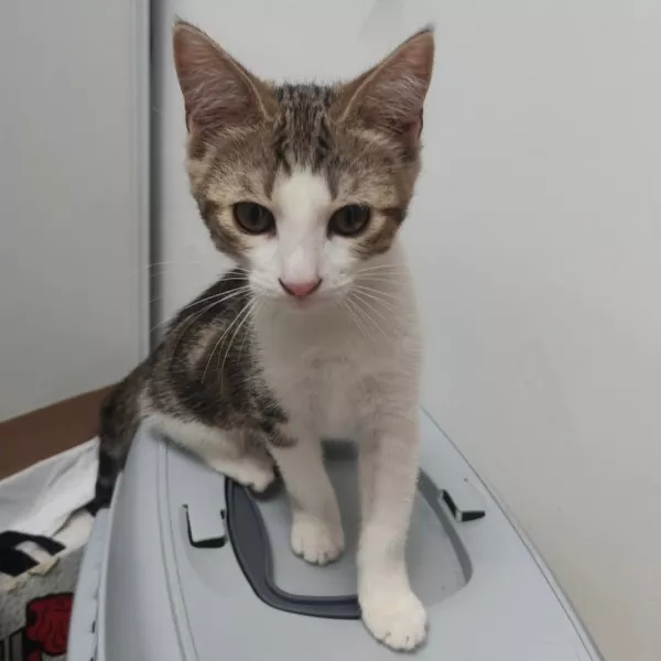Pepper
