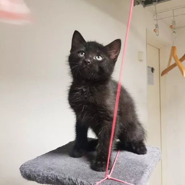 Zorro
