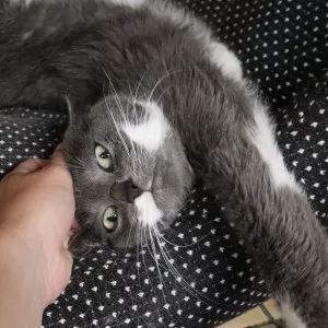 Maya