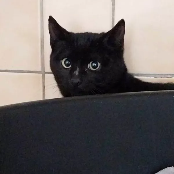 Zig