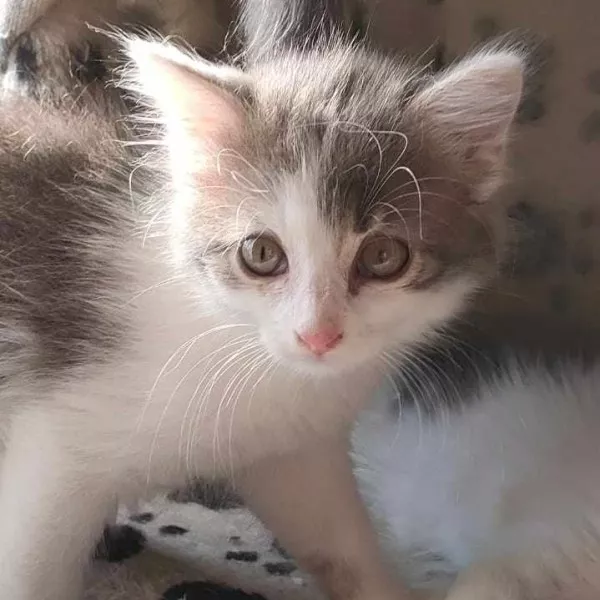 Moumine