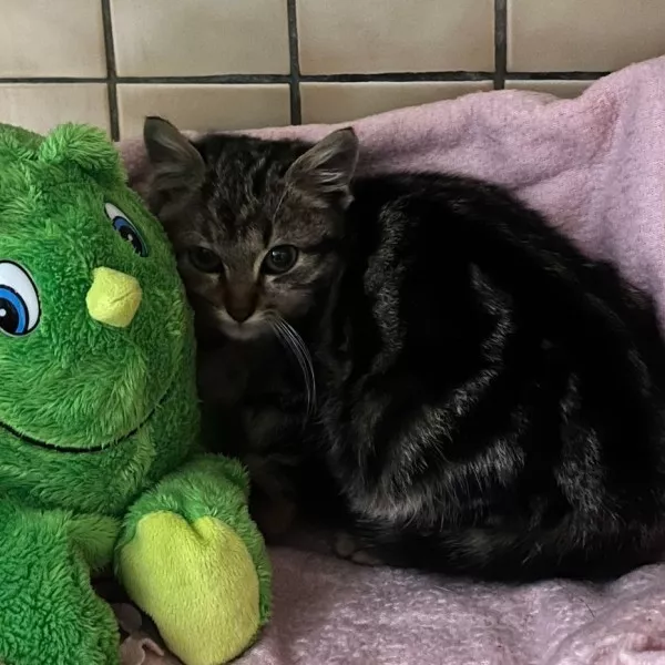 Grinch