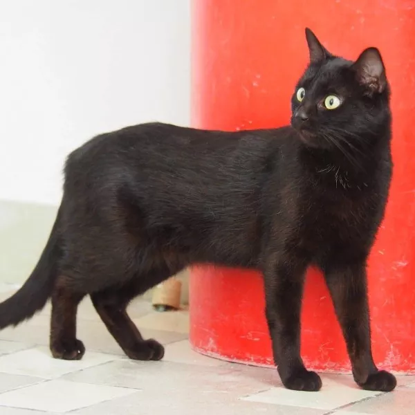 Tiwi
