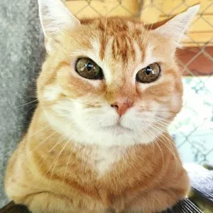 Ginette