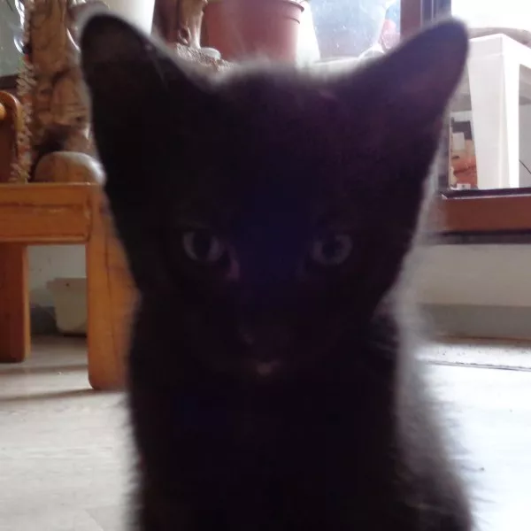 Loki
