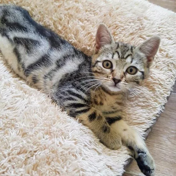Kora