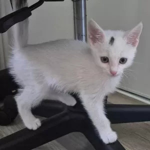 Sammy