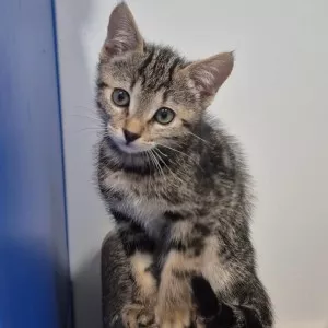 Hazel