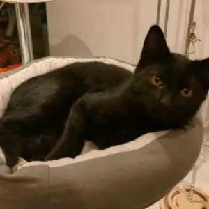 Ebony