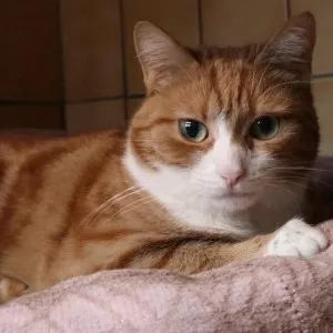 Kumkat