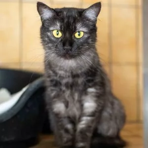 Bibiche