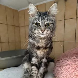 Chouquette