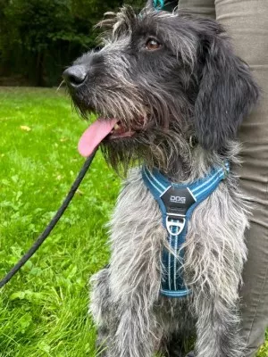 Ranger / Adopté