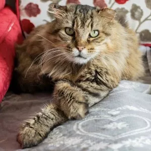Oscar