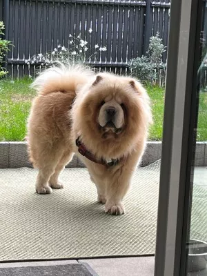 Simba