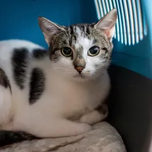 Kiwai