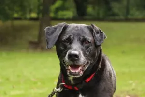 Maya