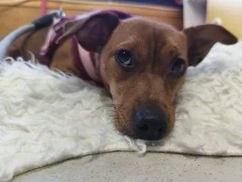 Stella