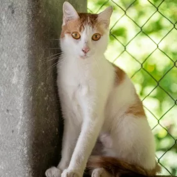 Nikita
