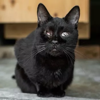 Pupuce