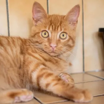 Léo