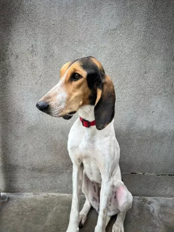 Millie / Adoptée