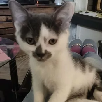 Yuki