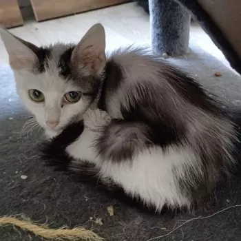 Flocon