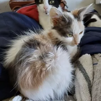 Nala