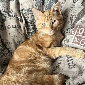 Câlin