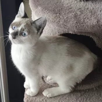 Nova