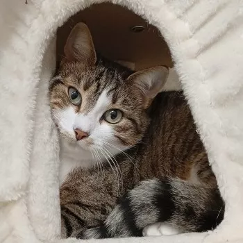 Laïa