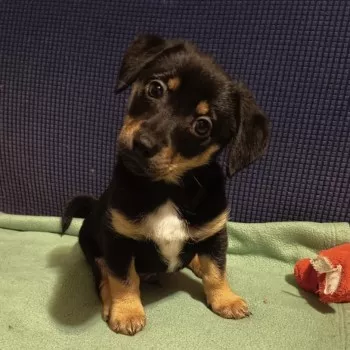 Chiots/ Nous Ne Prenons Plus De Demandes