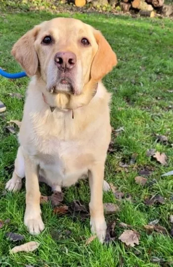 Rocky / Adopté