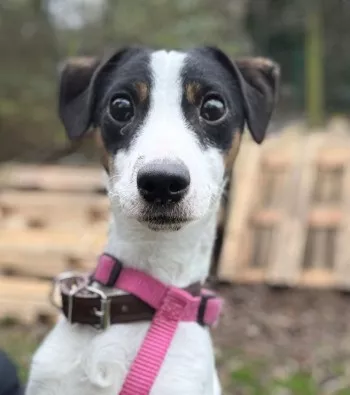 Noelle/ Adoptée